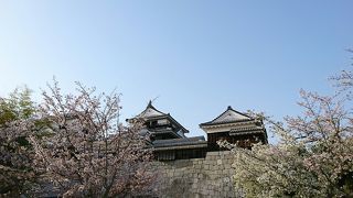 桜満開松山城