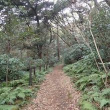 以外に深い森の一部