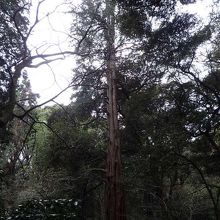 こんな木がうっそうと茂っている