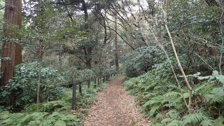 深い森が広がり、ゆっくり歩くのが気持ちよかった。路線バスもあるので、部分的に活用するのもお勧めだ。