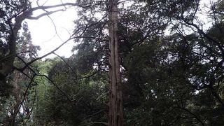 松の木のほか多くの木々がうっそうと茂っていて、空気は澄み、森林浴を実感できた