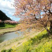 桜と菜の花の絶景