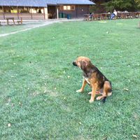 ホテルの前の広場にはワンちゃんが見張り番