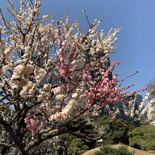 1本の木に白とピンクの梅の花