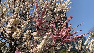 1本の梅の木に白とピンクの梅の花が咲いてました