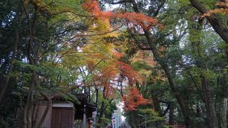 参道の空間は紅葉に包まれたような独特の感覚