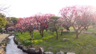 万博公園の梅祭り