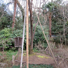 「京都御所」の「紫宸殿」にあった左近の桜