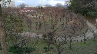 ちょっぴり咲いていました