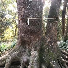 御神体！コブ！