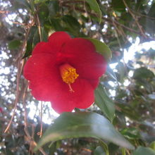 季節が合えばやはり椿の花は是非見て下さい。