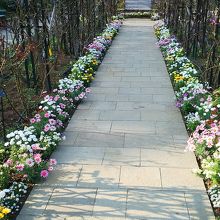 これだけ植えるのは、大変ですね