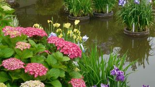 ６月上旬は東神苑の菖蒲と紫陽花が楽しめます