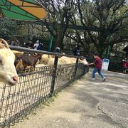 昔ながらの動物園