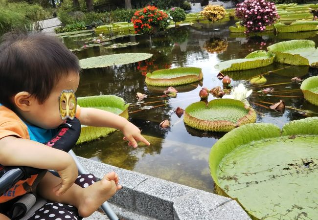 草津市立水生植物公園みずの森 クチコミ アクセス 営業時間 草津 滋賀 フォートラベル