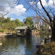 渋谷のオアシス、松濤公園はいい