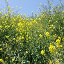 菜の花が咲いてました