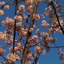 2019年3月、金城学院高傍にて。平成最後の大寒桜です。