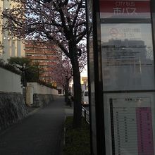 白壁バス停のすぐ傍で咲いていますので、バス車窓でも楽しめます