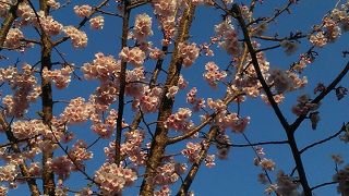 3月初旬のオオカンザクラ、ヒカン（カンヒ）ザクラが素晴らしいです