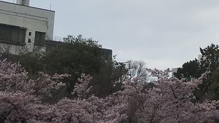 早咲き桜が満開