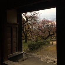 詰門から梅を眺める