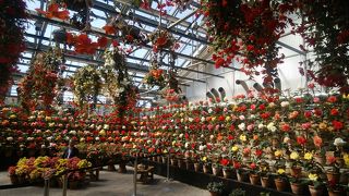 さまざまなベゴニアが見事