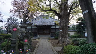 ケヤキの大木とかなかなか見事です