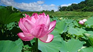 蓮の開花時期にはオススメ