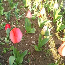 チューリップはまだつぼみでした(^-^)ゝ゛