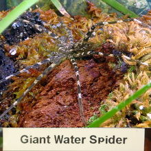 Giant Water Spider.水中にいる。