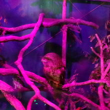 フクロウの仲間？