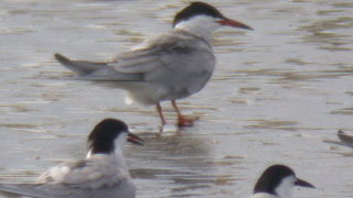 アカアシアジサシを見てきました。