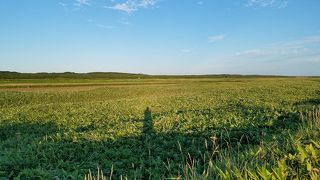 日本離れした広大な湿原
