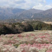 こんなにすばらしい梅の花の風景は初めてでした