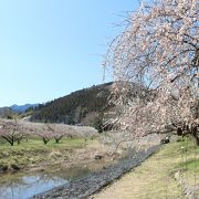 関東三大梅林の１つらしいですが。。。