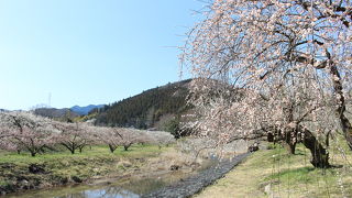関東三大梅林の１つらしいですが。。。