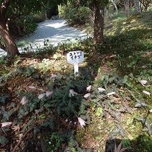 浄妙寺のユキワリイチゲ