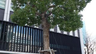 築地の国税局敷地に有りました