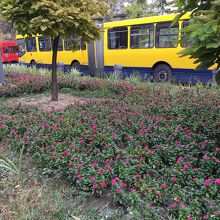 トラムの黄色が可愛いお花で目に優しく