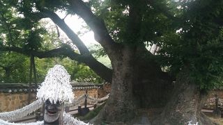 韓国安東de河回村の御神木、三神堂