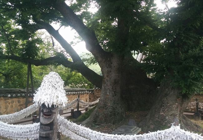 韓国安東de河回村の御神木、三神堂