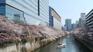 桜なら目黒川