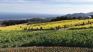 花の島、淡路島。駐車料金、入場料とも無料。おすすめ！