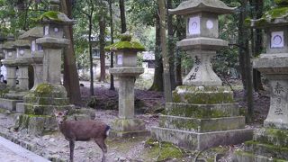 鹿がうろうろ。