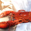 Shediac Lobster Shop Ltd