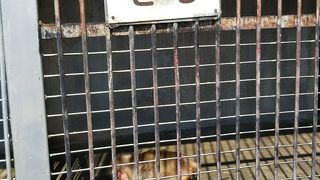 小倉公園小動物園