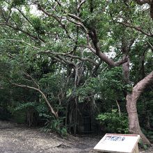 遠目からではわかりにくい