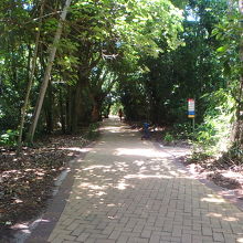 アイランドウォーク。熱帯雨林の中の遊歩道。蚊はいない。