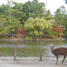 ゆったりと鹿が散歩。